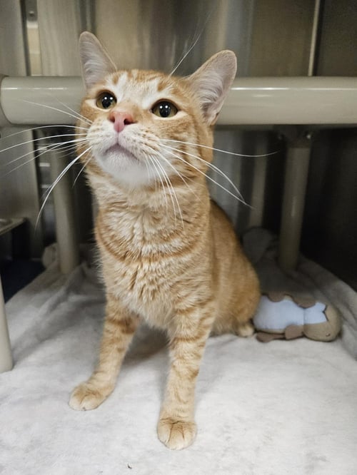 KULTA - Domestic Short Hair available for adoption