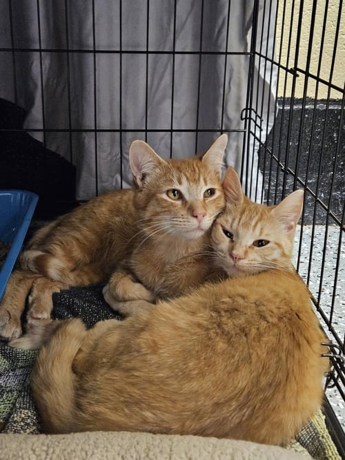 KULTA - Domestic Short Hair available for adoption