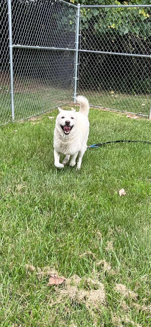 HAPPY - Jindo (Korean) available for adoption