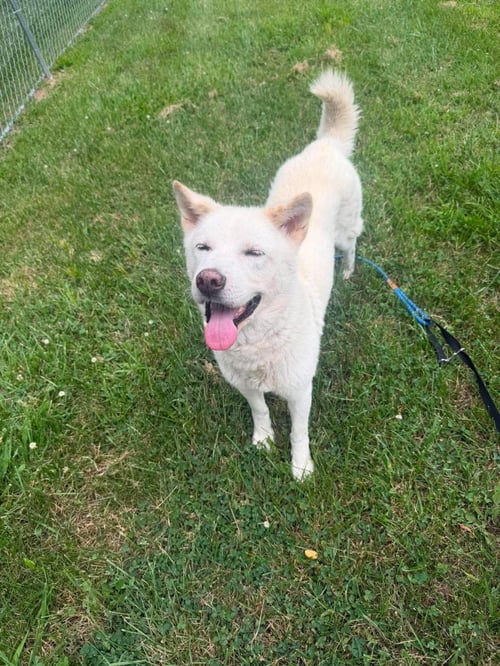 HAPPY - Jindo (Korean) available for adoption