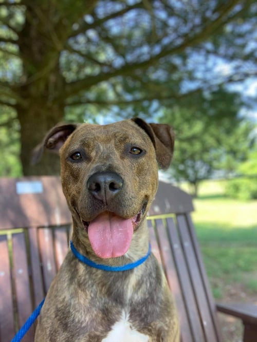 PRECIOUS - American Pit Bull Terrier available for adoption
