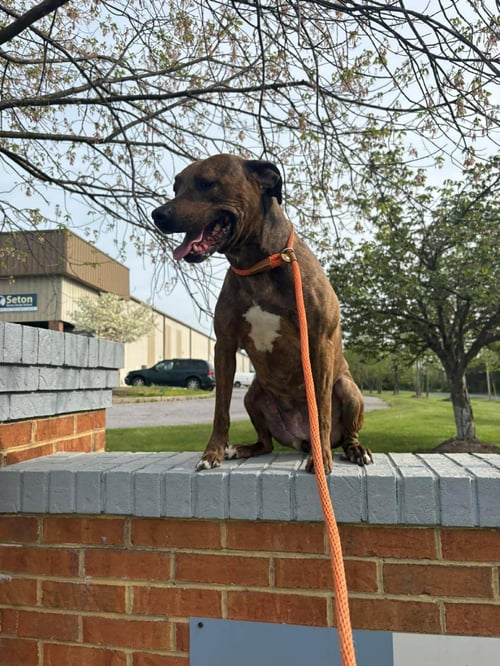 PRECIOUS - American Pit Bull Terrier available for adoption