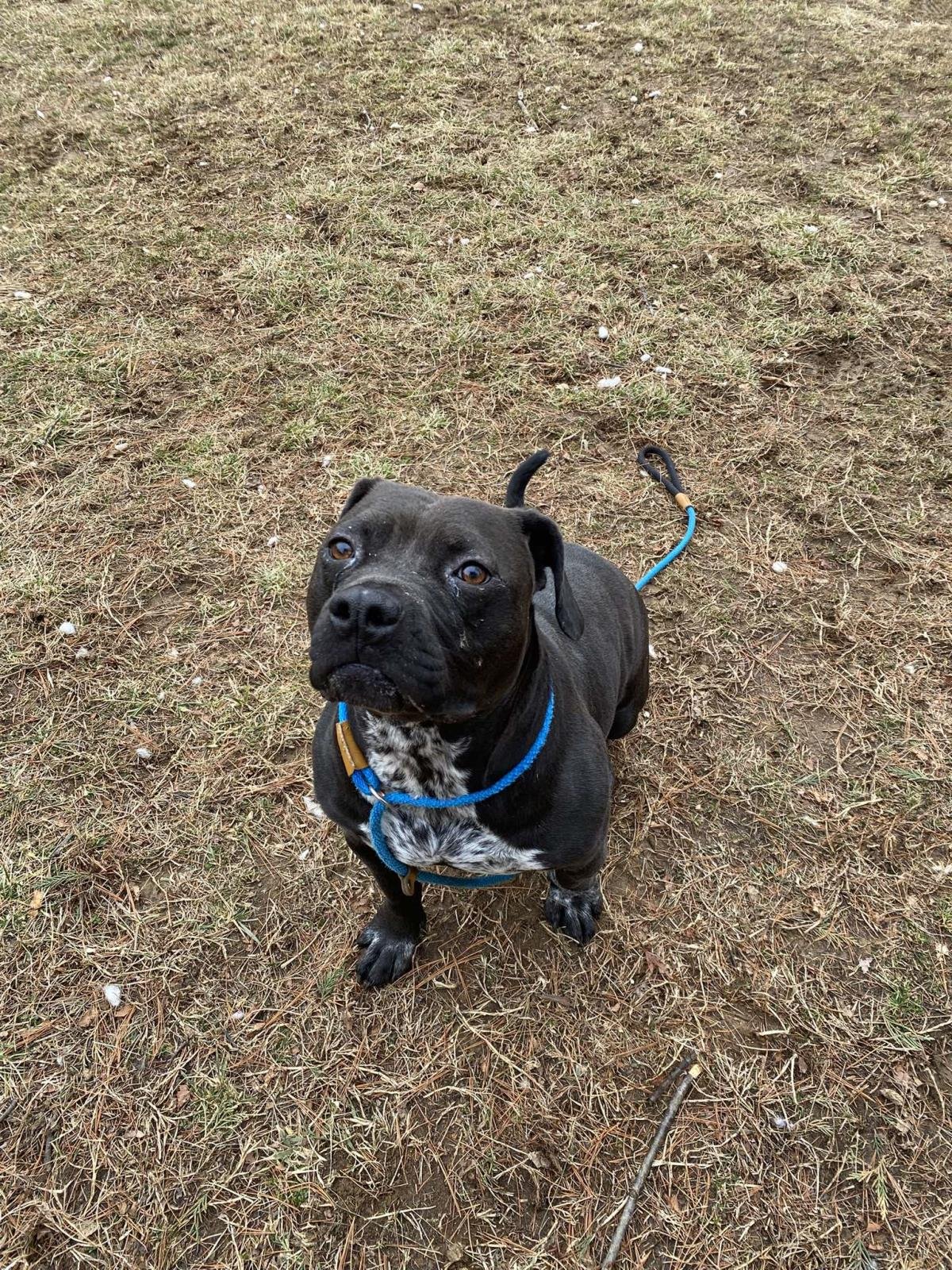 LACY - American Pit Bull Terrier available for adoption