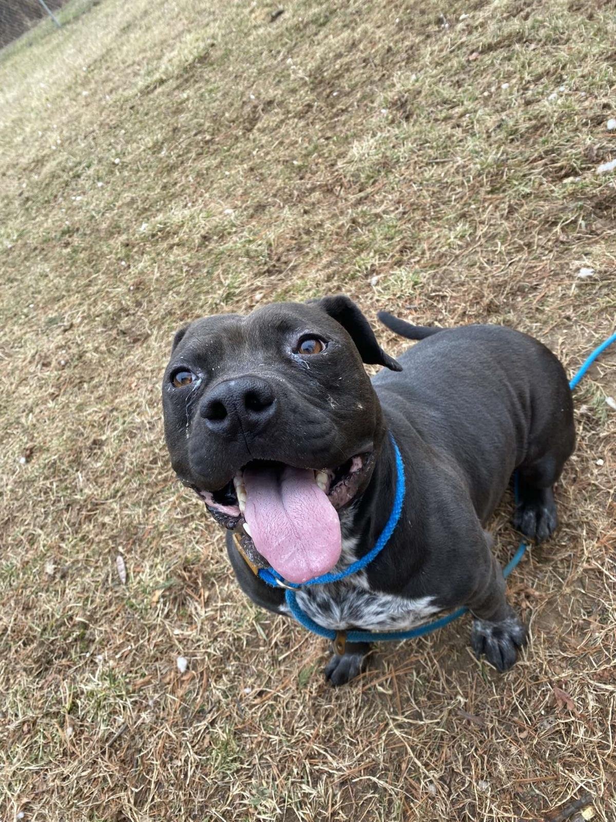 LACY - American Pit Bull Terrier available for adoption
