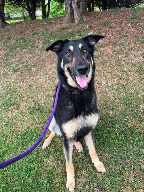 REBEL - German Shepherd Dog available for adoption