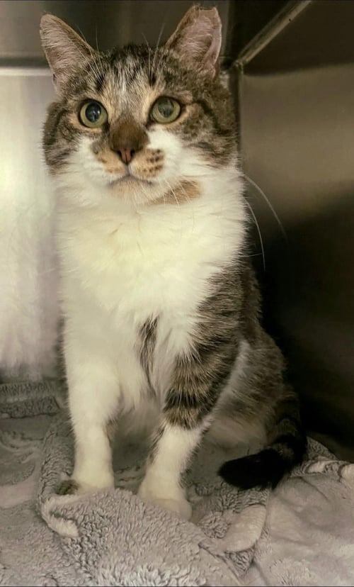 BRUTUS - Domestic Short Hair available for adoption