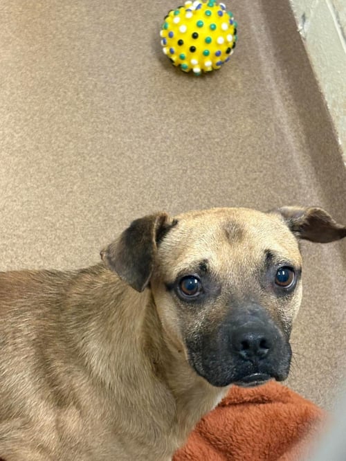 REX - Pug / Eurasier available for adoption