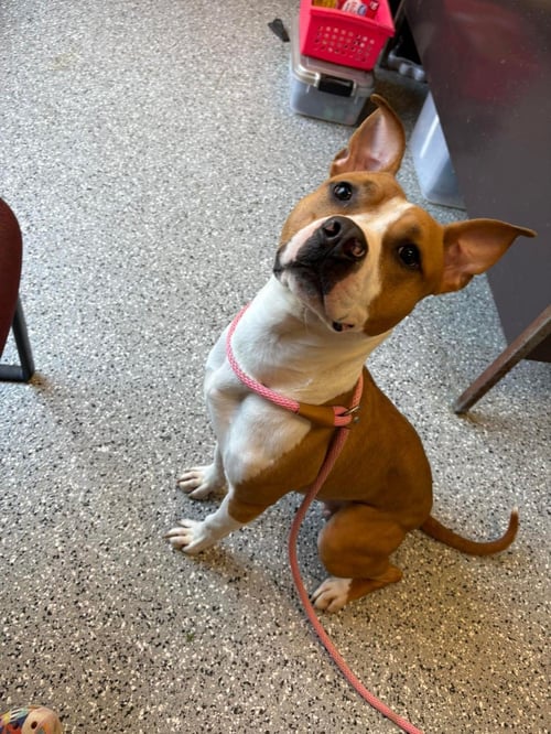 GAMBIT - American Staffordshire Terrier / Boxer available for adoption