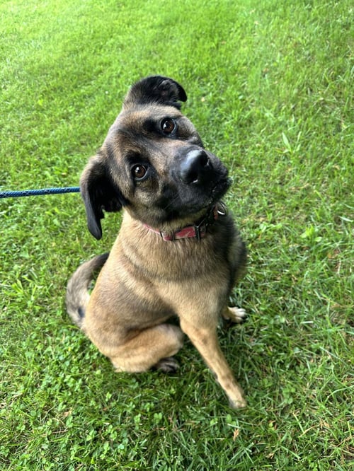 WILLOW - Shepherd / Eurasier available for adoption