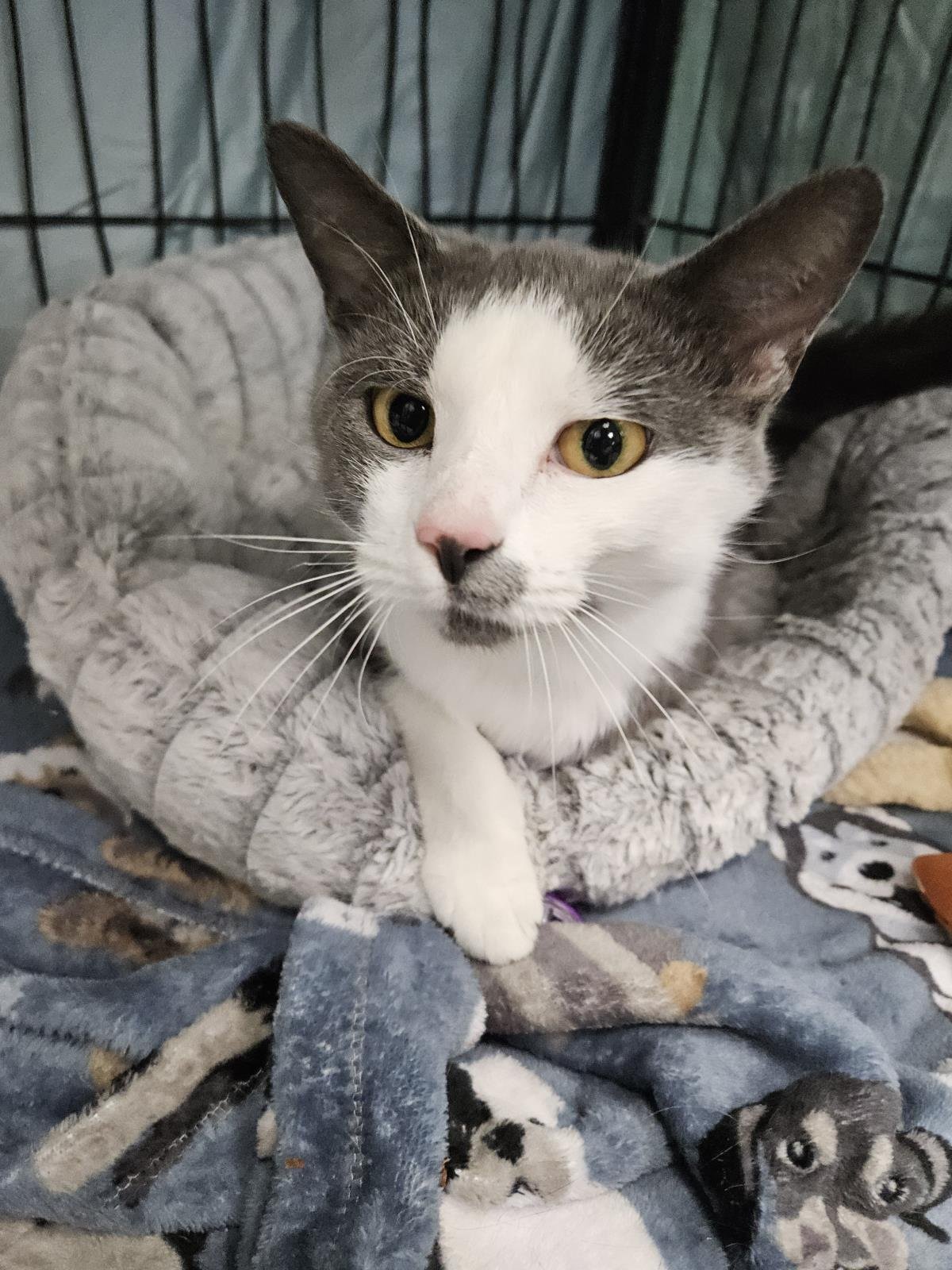 CHEESE - Domestic Medium Hair available for adoption