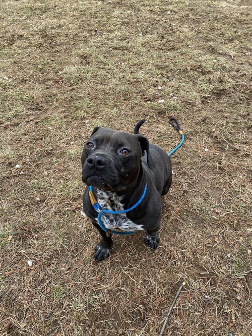 LACY - American Pit Bull Terrier available for adoption