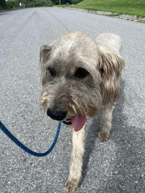 ALBERT - Wirehaired Fox Terrier available for adoption