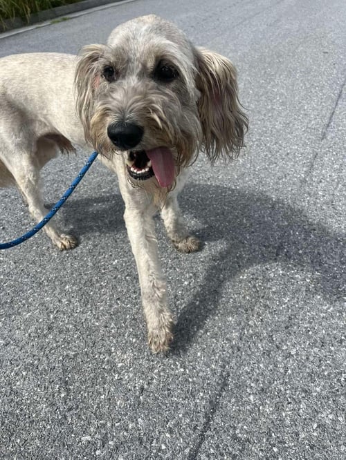 ALBERT - Wirehaired Fox Terrier available for adoption