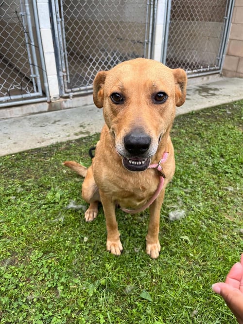 CHARLIE - Labrador Retriever available for adoption
