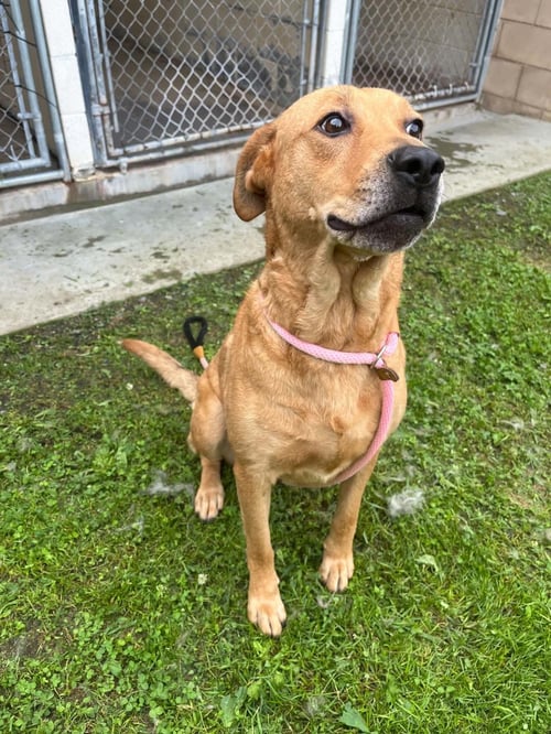 CHARLIE - Labrador Retriever available for adoption