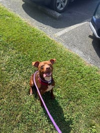 Pup - Photo 2