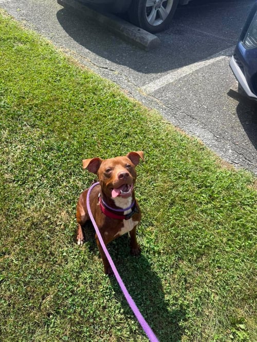 PUP - American Staffordshire Terrier available for adoption