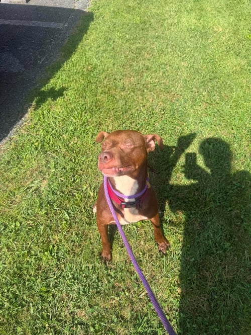 PUP - American Staffordshire Terrier available for adoption