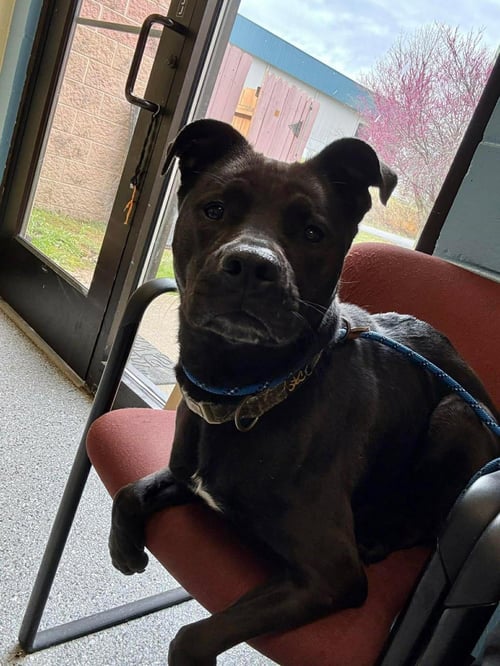 DAPHNE - Labrador Retriever / American Pit Bull Terrier available for adoption
