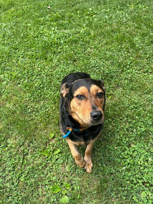 TINA (ATHENA) - German Shepherd Dog / Rottweiler available for adoption