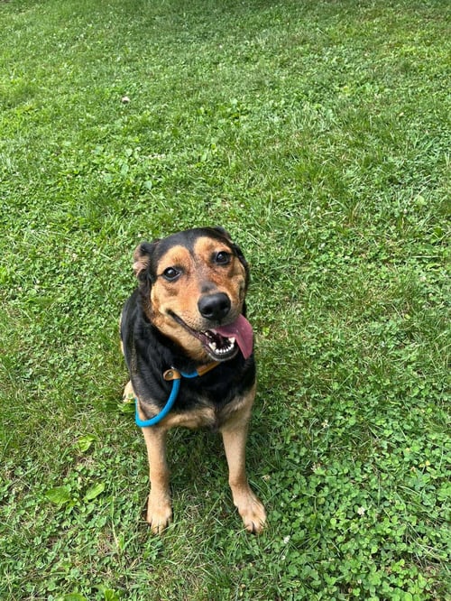 TINA (ATHENA) - German Shepherd Dog / Rottweiler available for adoption