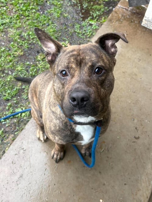 LEROY - American Pit Bull Terrier / Eurasier available for adoption