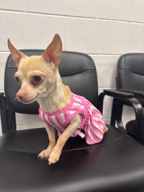 CHICKEN TENDER - Chihuahua available for adoption