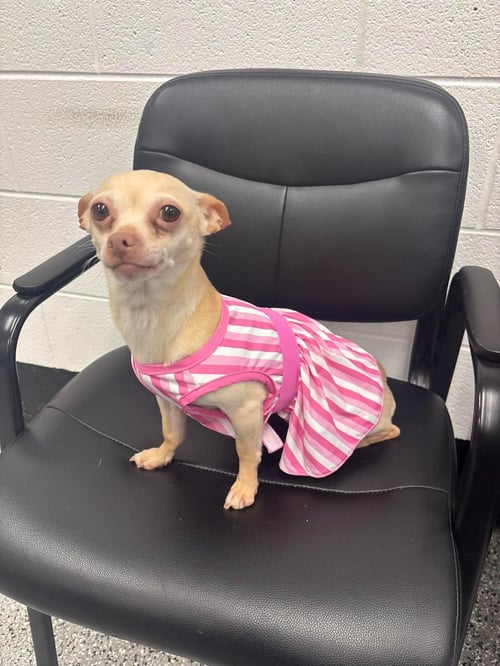 CHICKEN TENDER - Chihuahua available for adoption