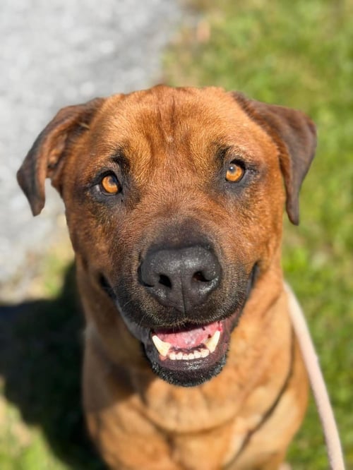 THOR - Rottweiler / Shepherd available for adoption