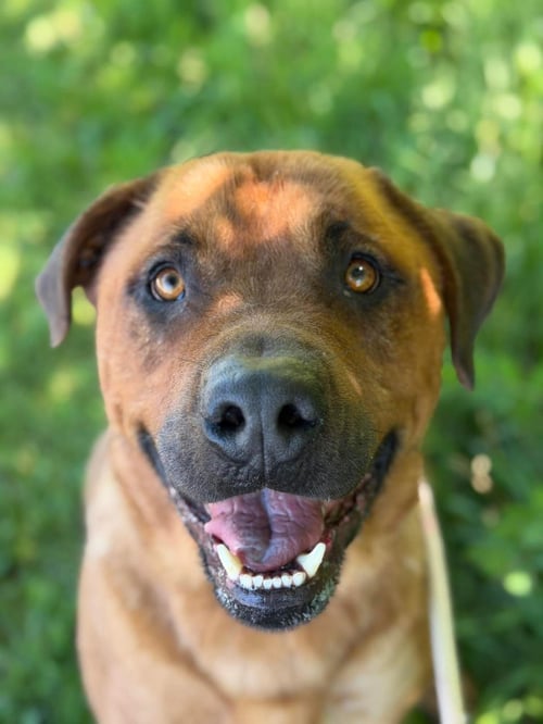 THOR - Rottweiler / Shepherd available for adoption