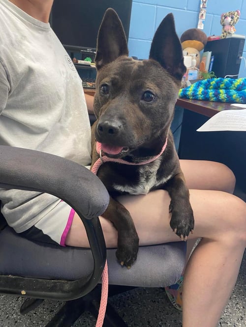 JUBILEE - American Staffordshire Terrier available for adoption