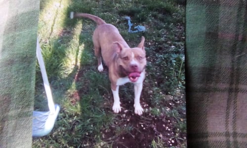 ATHENA ~ COURTESY POST - American Pit Bull Terrier available for adoption