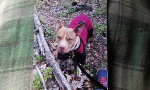 ATHENA ~ COURTESY POST - American Pit Bull Terrier available for adoption