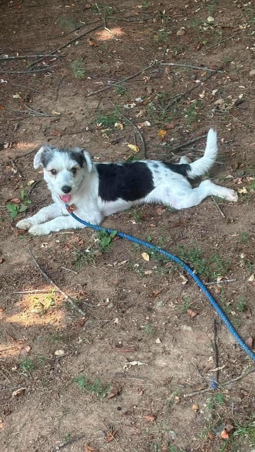 ROSCOE