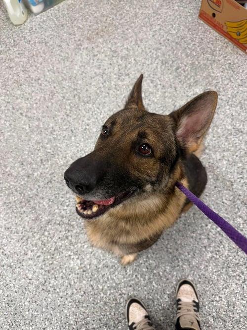 DRAKE - Shepherd available for adoption