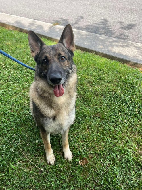 DRAKE - Shepherd available for adoption