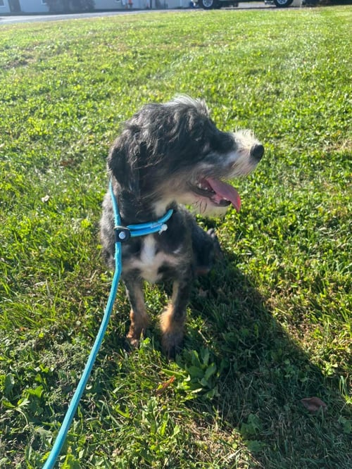 MAJOR GORDON PAYNE - Poodle (Miniature) / Eurasier available for adoption