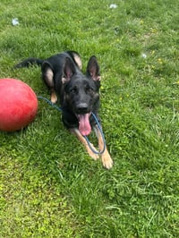 Rocco - Photo 1