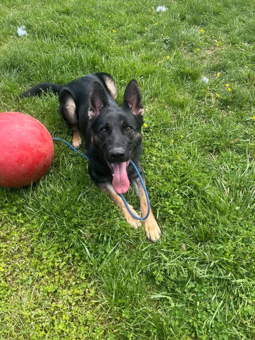 ROCCO - Shepherd available for adoption