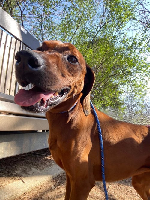 OPAL - Redbone Coonhound available for adoption