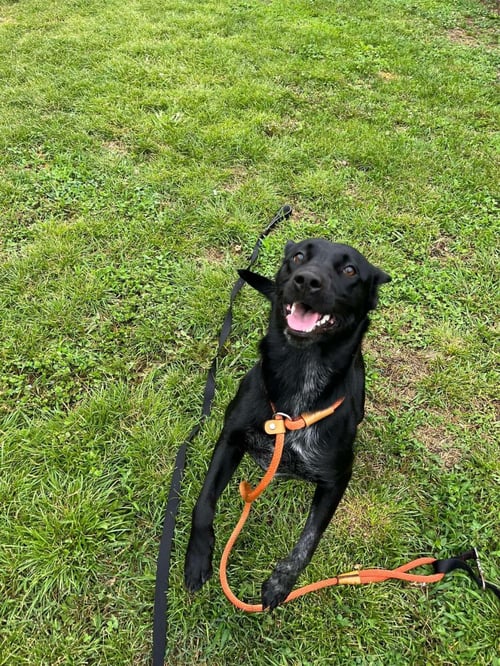 JADE - Labrador Retriever / Eurasier available for adoption