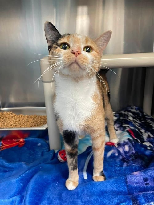 ELOISE - Domestic Short Hair available for adoption