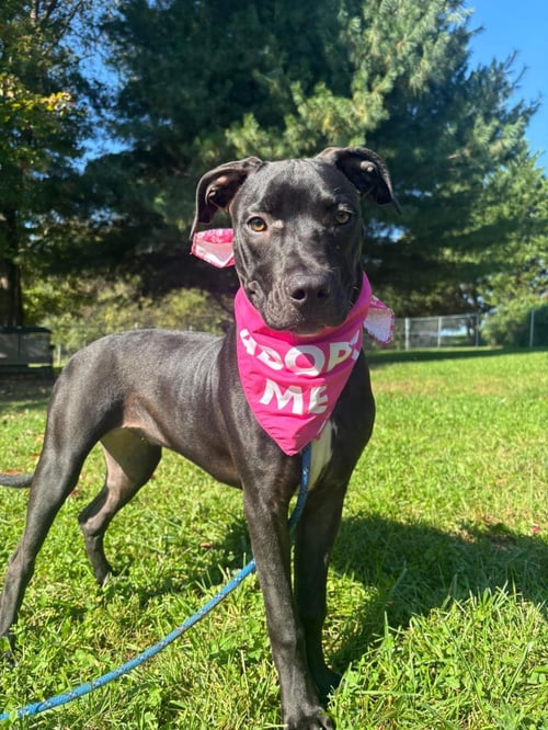 AJ - American Staffordshire Terrier / Eurasier available for adoption