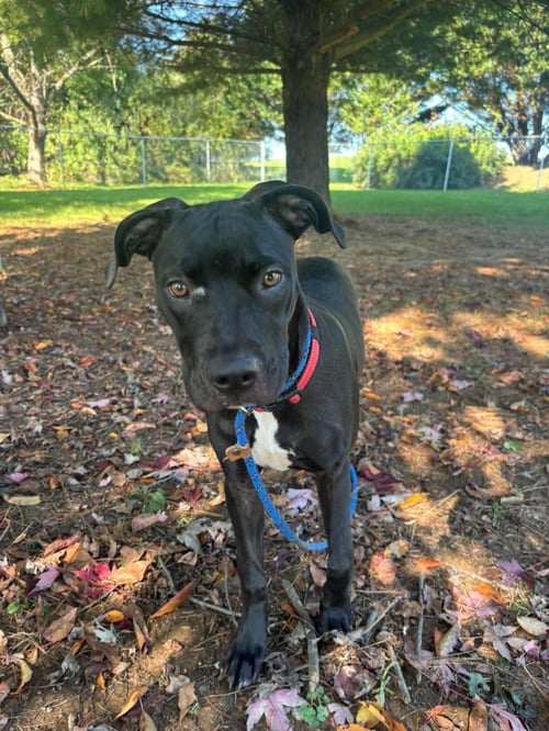 AJ - American Staffordshire Terrier / Eurasier available for adoption