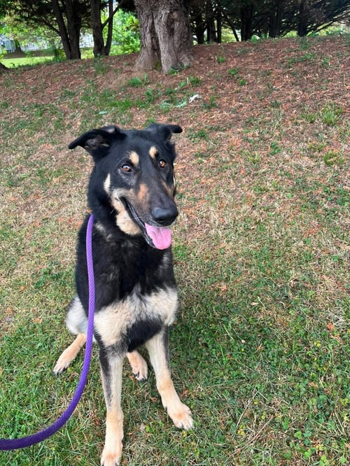 REBEL - German Shepherd Dog available for adoption