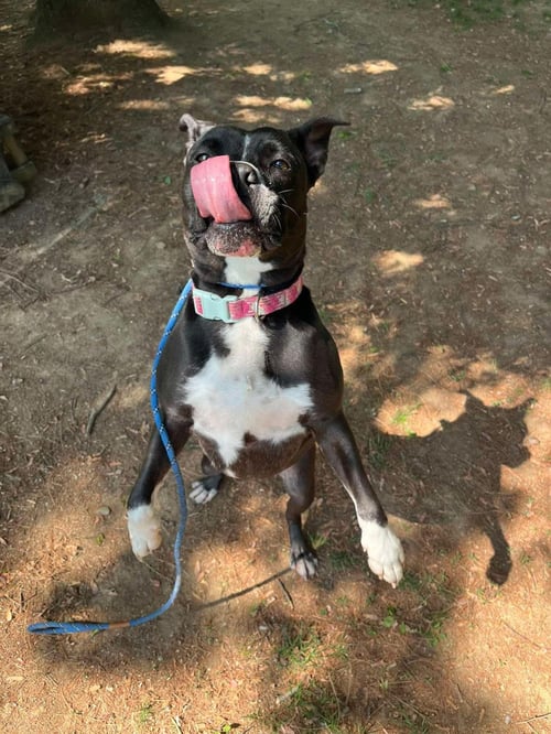 PAKA (MERLE) - Pit Bull Terrier available for adoption