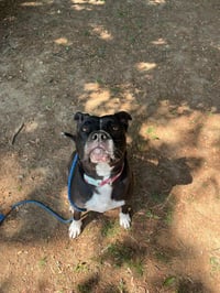 Paka (Merle) - Photo 3