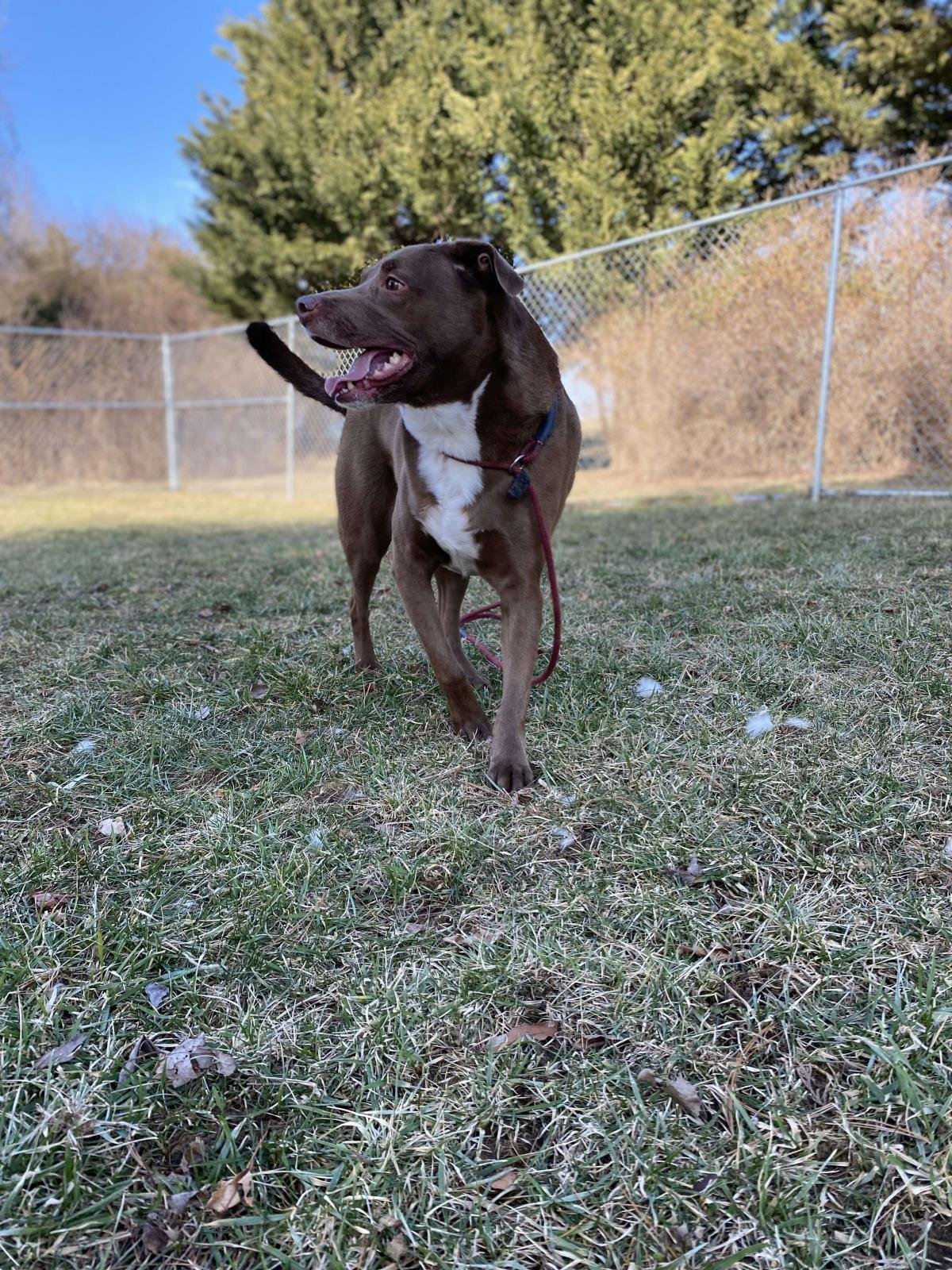 CHILITO - Labrador Retriever / Eurasier available for adoption