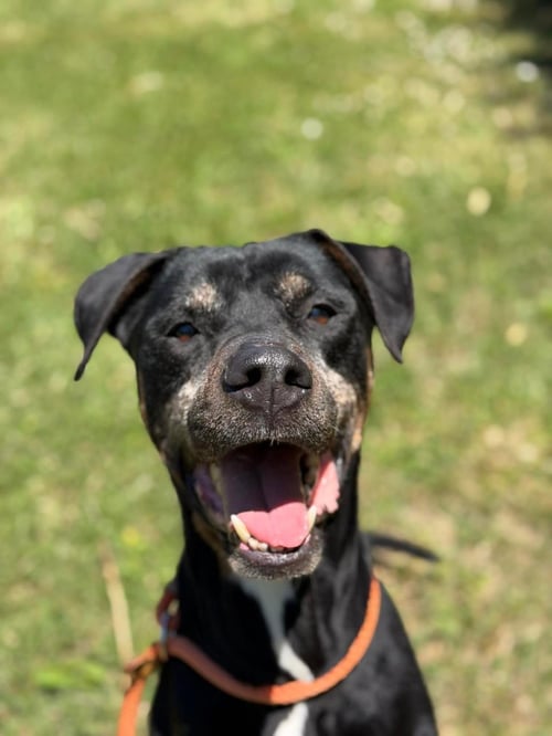 DIESEL - Hound / American Staffordshire Terrier available for adoption