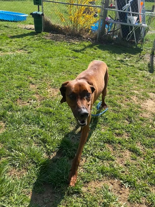 OPAL - Redbone Coonhound available for adoption